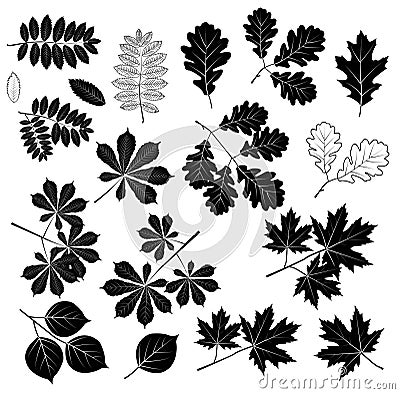 Big set of leaf silhouettes. Isolated figures on a white background. Vector Illustration